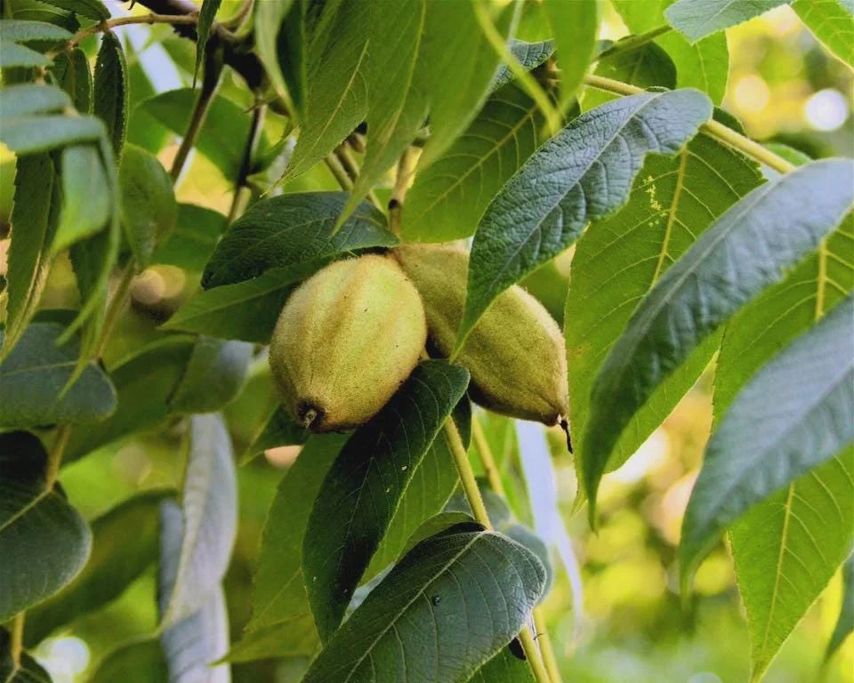 3 White Walnut Butternut Tree Live Plants - Juglans cinerea - 12-24in Tall (Quart Pot) - Image 3