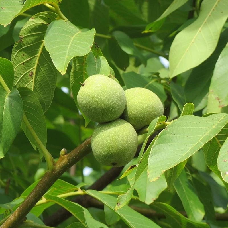 3 White Walnut Butternut Tree Live Plants - Juglans cinerea - 12-24in Tall (Quart Pot) - Image 8