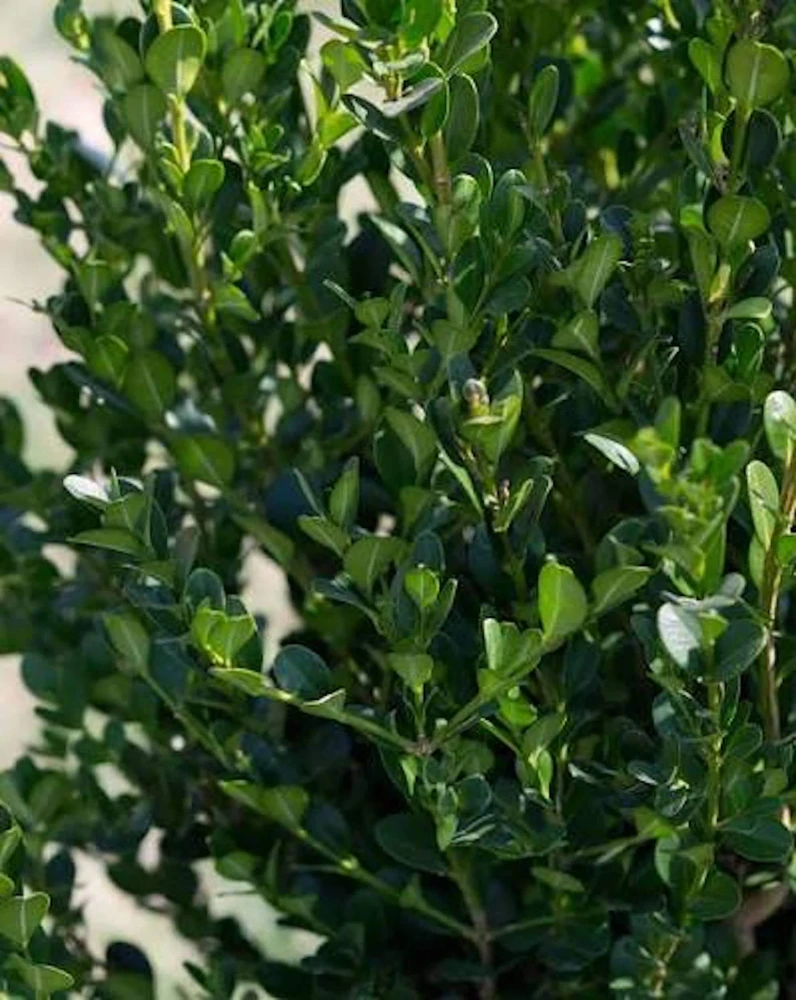 3 Winter Gem Boxwood Shrub Live Plants 5-8in - Evergreen Hedge & Foundation - Image 2