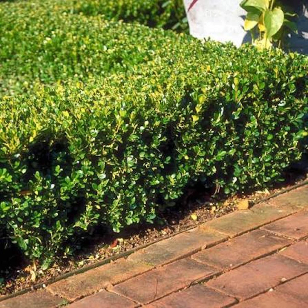 3 Winter Gem Boxwood Shrub Live Plants 5-8in - Evergreen Hedge & Foundation - Image 3