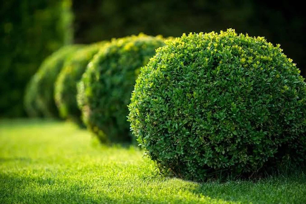 3 Winter Gem Boxwood Shrub Live Plants 5-8in - Evergreen Hedge & Foundation - Image 4