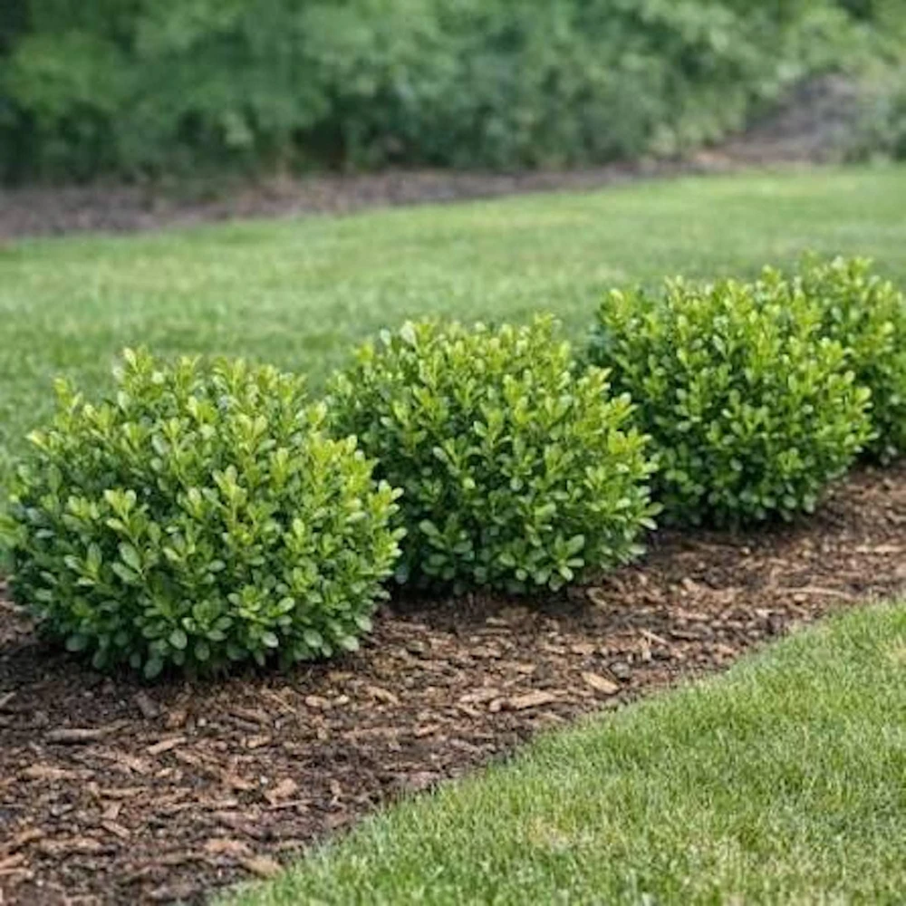 3 Winter Gem Boxwood Shrub Live Plants 5-8in - Evergreen Hedge & Foundation - Image 5
