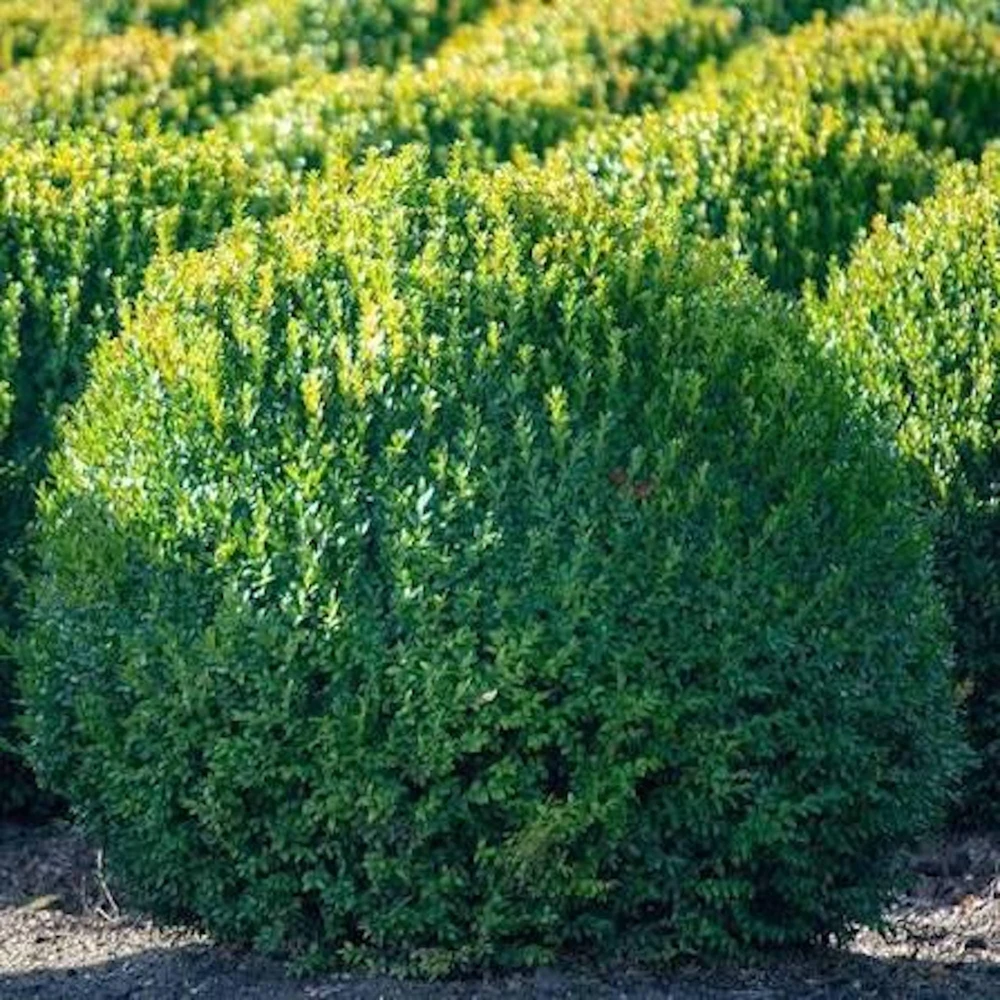 3 Winter Gem Boxwood Shrub Live Plants 5-8in - Evergreen Hedge & Foundation - Image 6