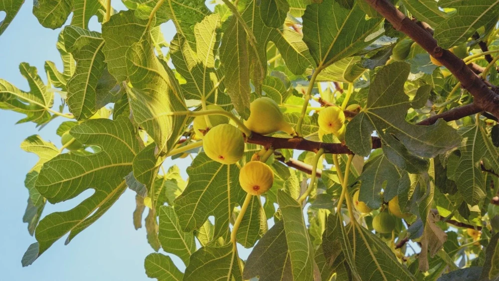 3 Yellow Long Neck Fig Tree Starter Plugs - Live Bare Root Ficus carica - Image 1
