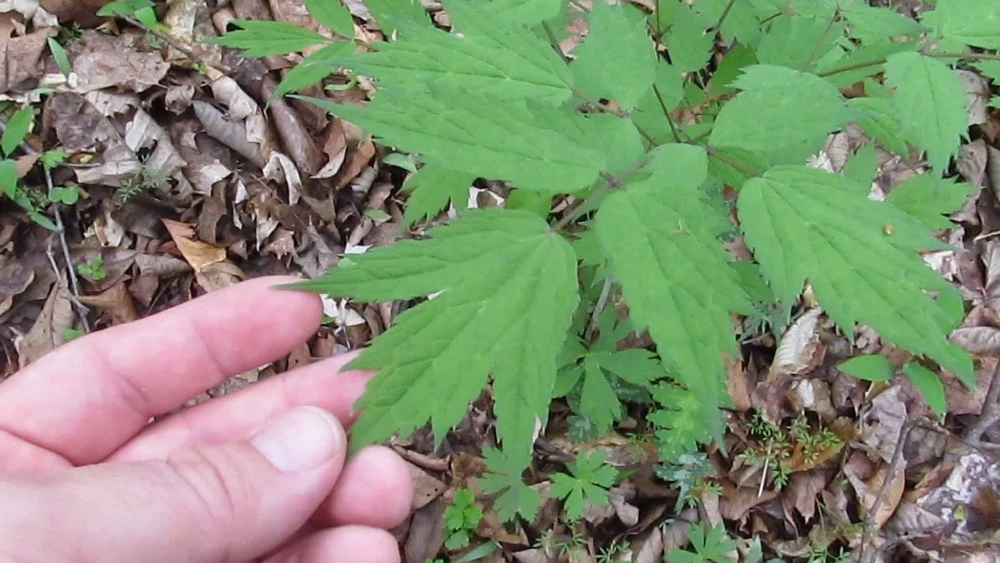 30 Black Cohosh Bare Root Plants - Actaea Racemosa Wildflower Transplant - Image 10