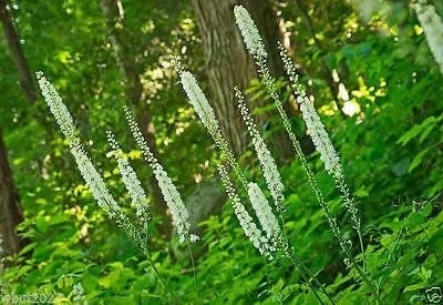 30 Black Cohosh Bare Root Plants - Actaea Racemosa Wildflower Transplant - Image 2