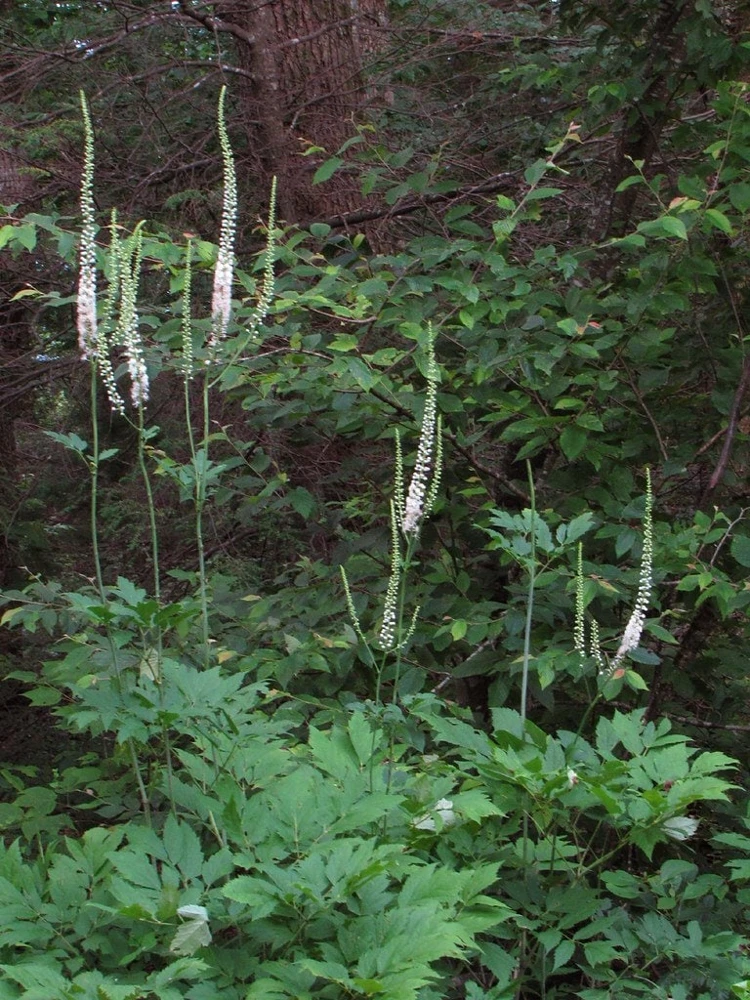 30 Black Cohosh Bare Root Plants - Actaea Racemosa Wildflower Transplant - Image 5
