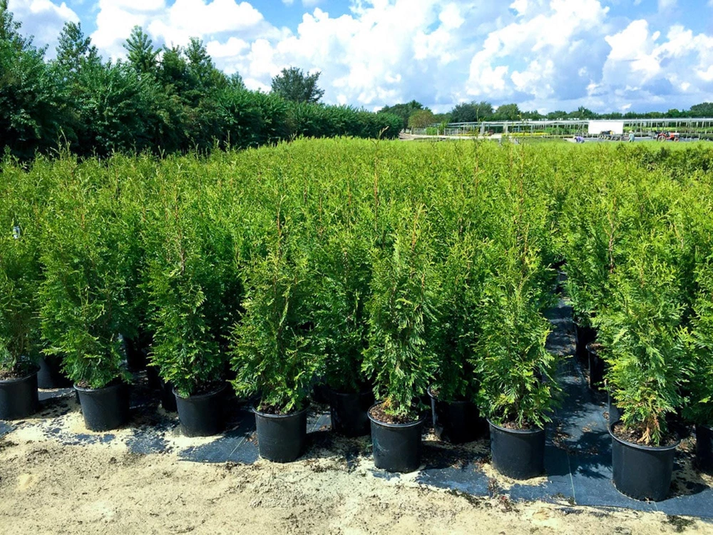 30 Emerald Green Arborvitae Tree Bare Root Plants โ Live Evergreen for Privacy Hedge - Image 3