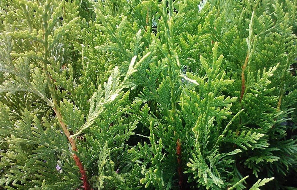 30 Emerald Green Arborvitae Tree Bare Root Plants โ Live Evergreen for Privacy Hedge - Image 8