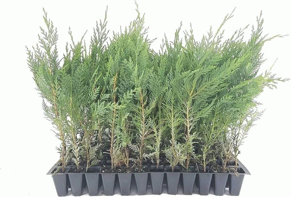 30 Murray Cypress Live Seedlings - Evergreen Privacy Screen Plants - Image 1