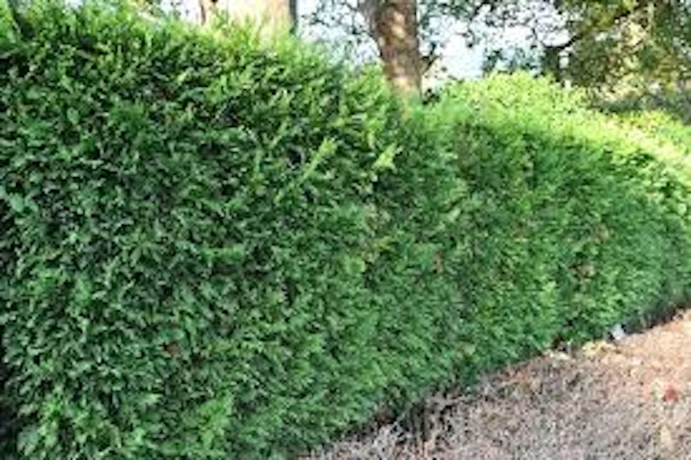 30 Murray Cypress Live Seedlings - Evergreen Privacy Screen Plants - Image 5
