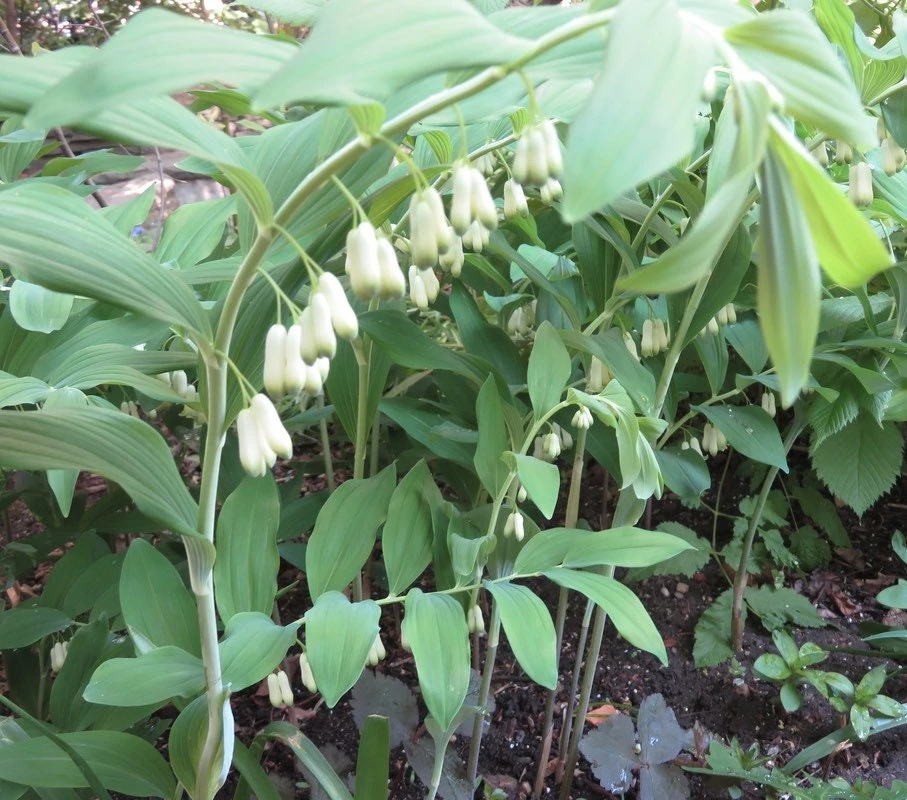 30 True Solomon's Seal Bare Root Plants - Polygonatum Biflorum Native Wildflower - Image 1