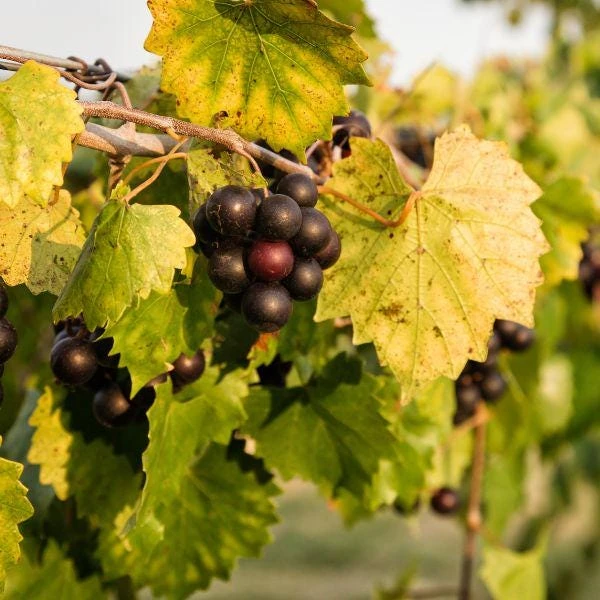 5 Alachua Muscadine Grape Starter Plug - Vitis rotundifolia Live Plant - Image 3