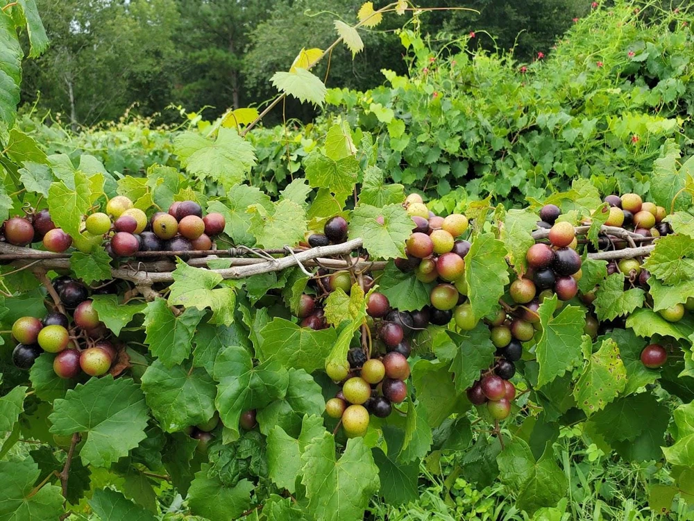 5 Alachua Muscadine Grape Starter Plug - Vitis rotundifolia Live Plant - Image 6