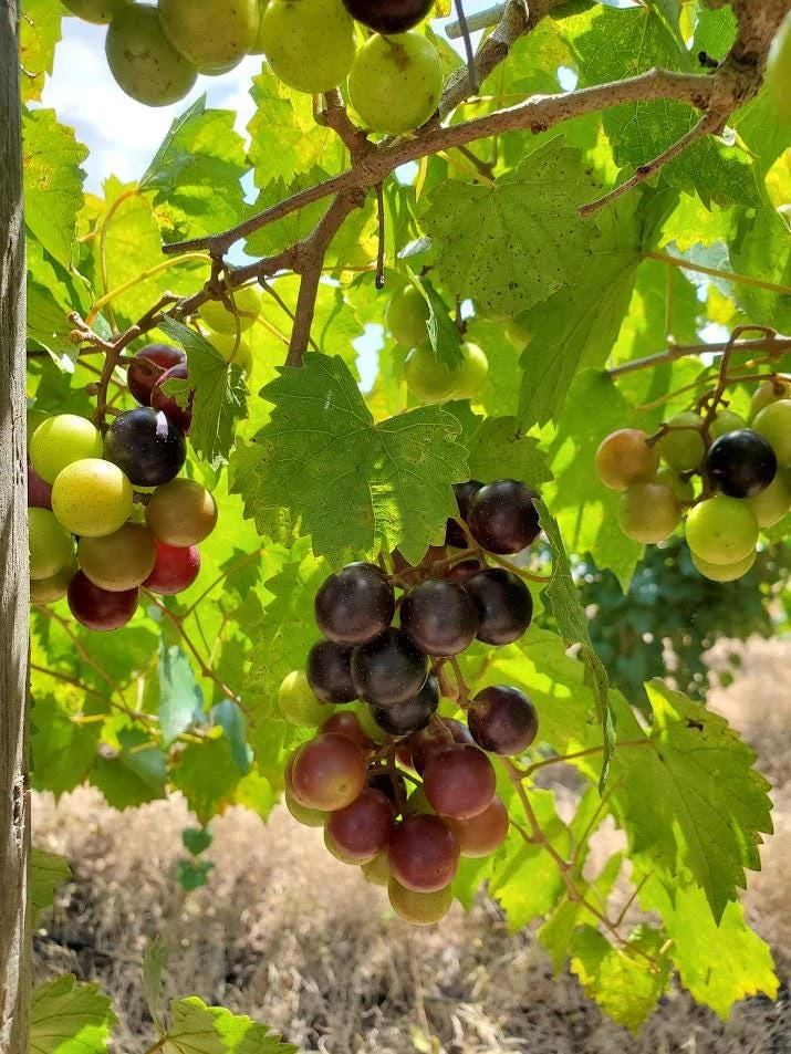 5 Alachua Muscadine Grape Starter Plug - Vitis rotundifolia Live Plant - Image 1