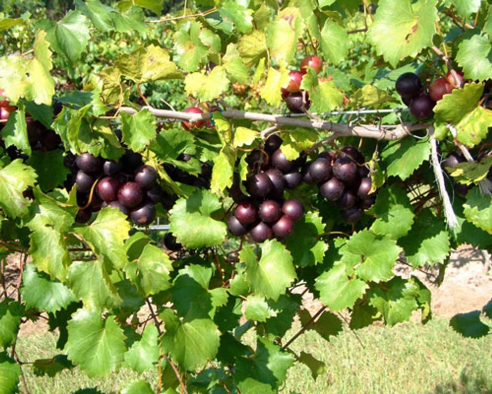 5 Alachua Muscadine Grape Starter Plug - Vitis rotundifolia Live Plant - Image 8