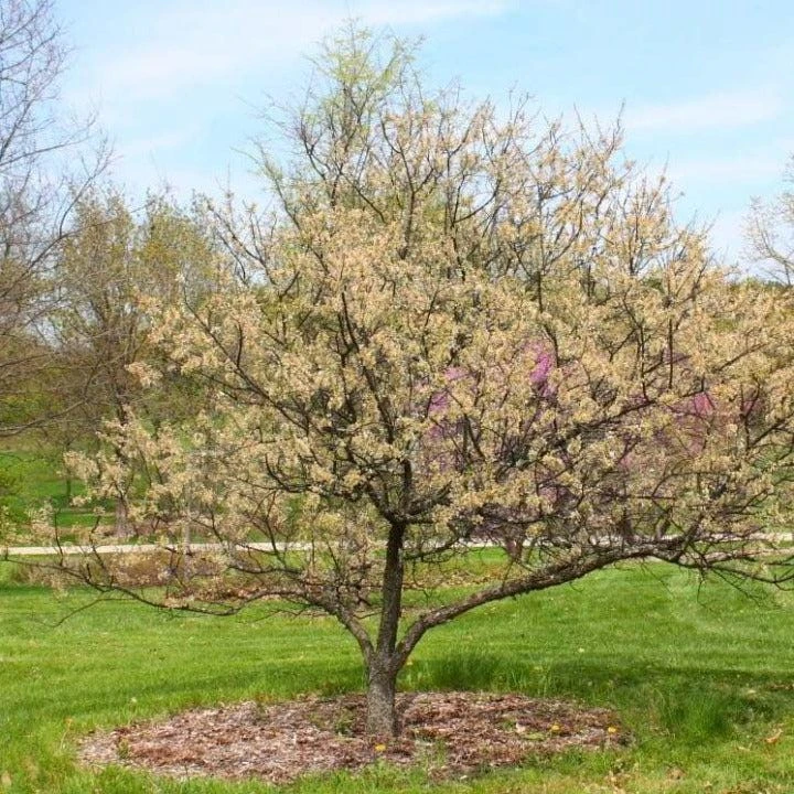 5 American Plum Tree Live Plants - 12-24" Tall Starter Plants (Quart Pot) Outdoor - Image 2