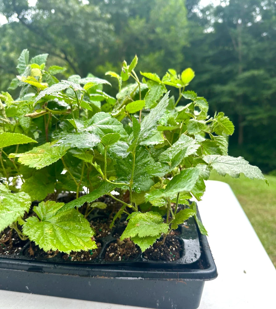 5 Apache Thornless Blackberry Live Bare Root Plant - Starter Size - Image 1