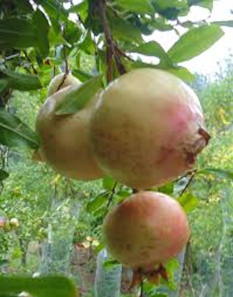 5 Azadi Pomegranate Live Plant - Soft-Seeded Fruit Tree for Home Orchard - Image 2