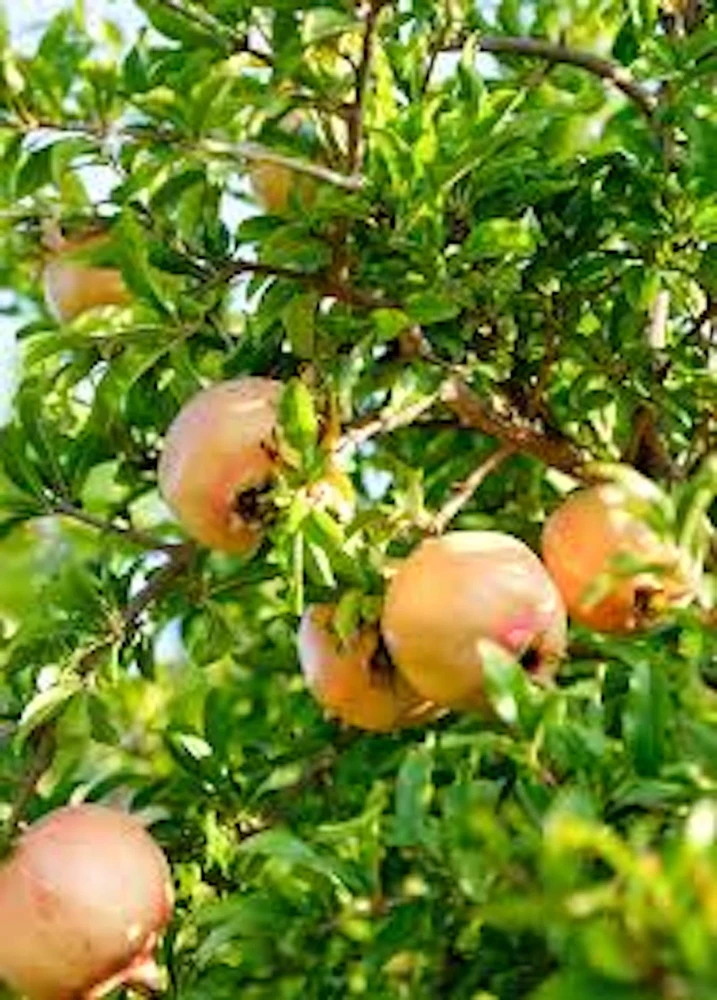 5 Azadi Pomegranate Live Plant - Soft-Seeded Fruit Tree for Home Orchard - Image 5