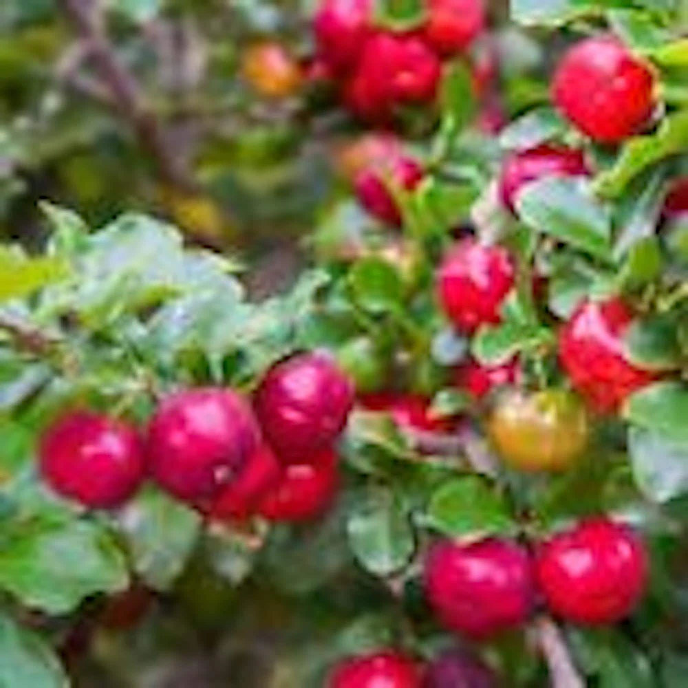 5 Barbados Cherry Tree Malpighia Emarginata Live Starter Plants - Fruit Tree - Image 1