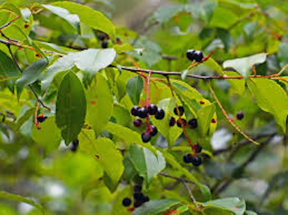5 Black Cherry Tree Prunus serotina 12-24in (Quart Pot) - Image 1