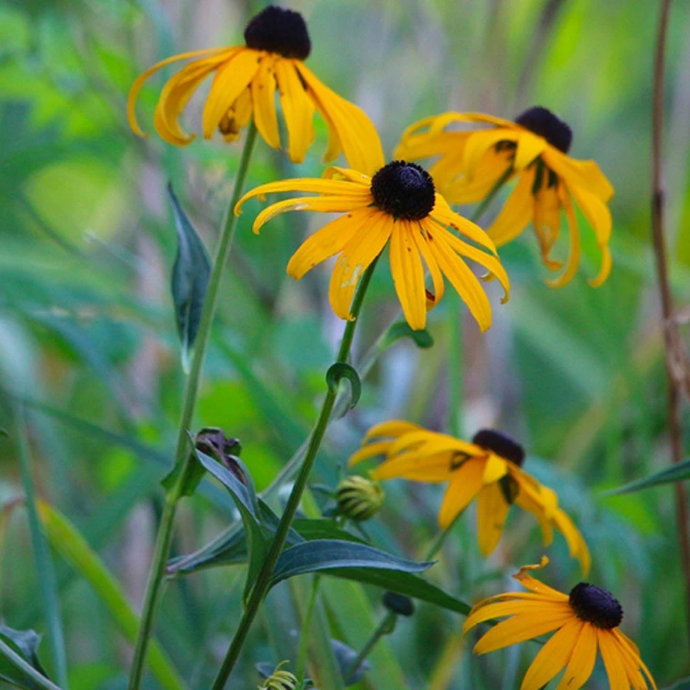 5 Black Eyed Susan Rudbeckia Wildflower Bare Root Plants - Image 4