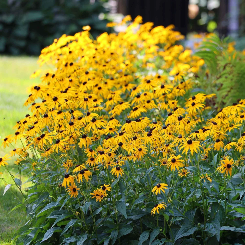5 Black Eyed Susan Rudbeckia Wildflower Bare Root Plants - Image 6