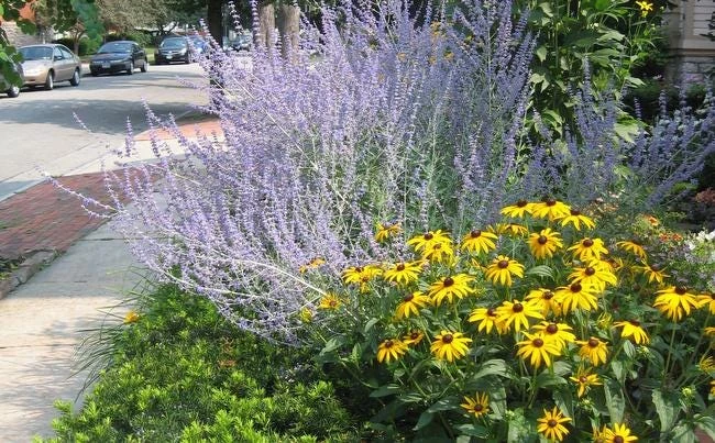 5 Black Eyed Susan Rudbeckia Wildflower Bare Root Plants - Image 7