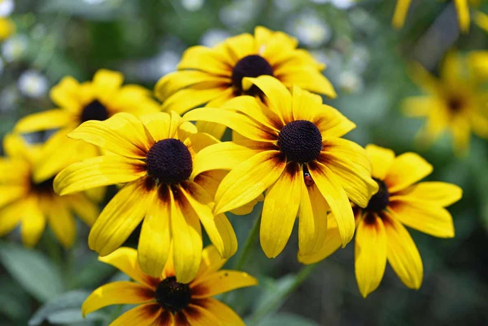5 Black Eyed Susan Rudbeckia Wildflower Bare Root Plants - Image 1
