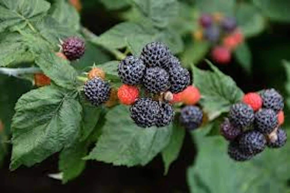 5 Black Hawk Black Raspberry Plants - Rubus occidentalis Hardy Fruit Plant - Image 1