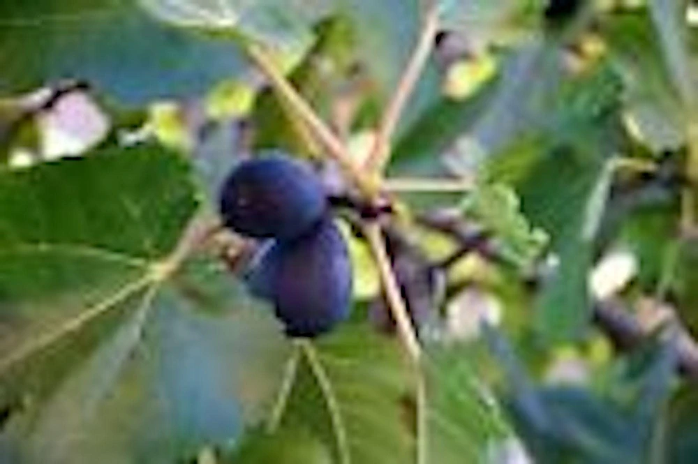 5 Black Mission Fig Tree Starter Plants - Ficus Carica Bare Root - Image 1