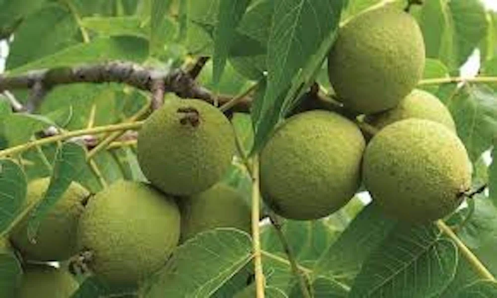 5 Black Walnut Tree Seedlings (12-24in) Live Plant in Quart Pot - Image 3