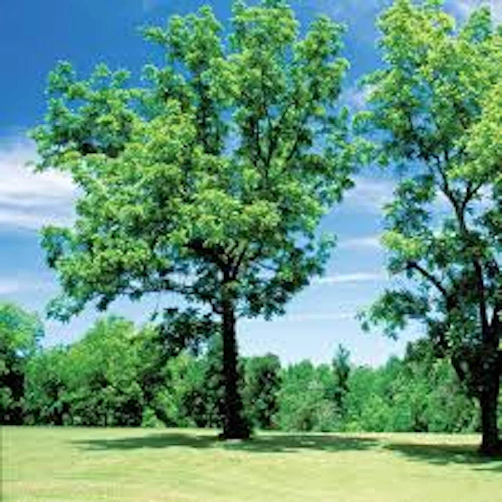 5 Black Walnut Tree Seedlings (12-24in) Live Plant in Quart Pot - Image 4