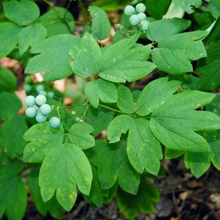 5 Blue Cohosh Bare Root Plants - Organic Perennial Wildflower - Caulophyllum Thalictroides - Image 1
