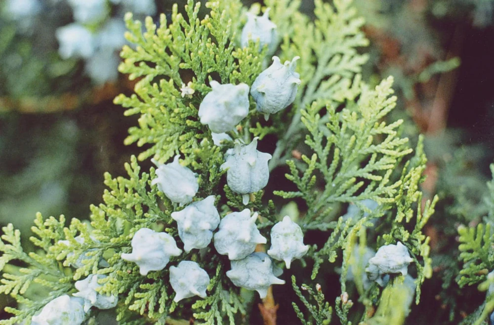 5 Blue Cone Arborvitae Live Plant - Platycladus orientalis Starter Plugs - Image 3