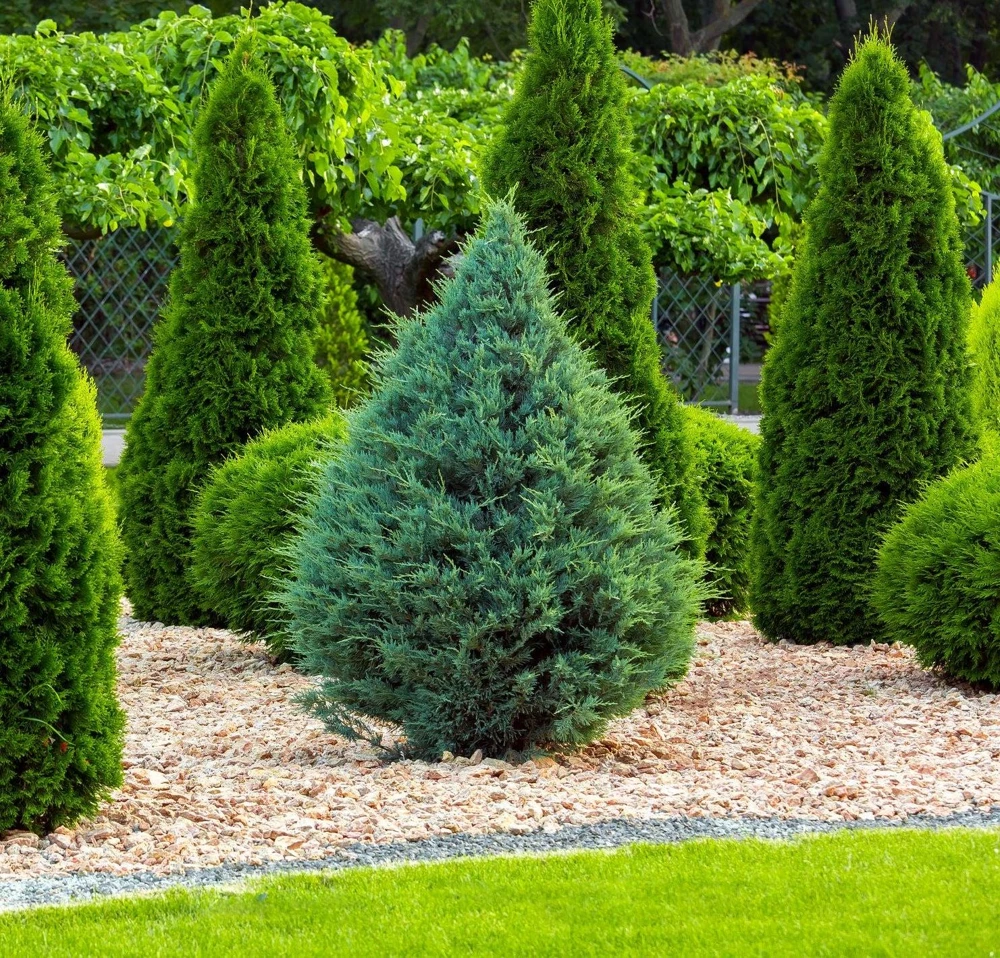 5 Blue Cone Arborvitae Live Plant - Platycladus orientalis Starter Plugs - Image 6