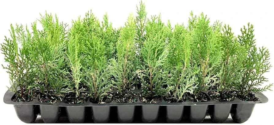5 Blue Cone Arborvitae Live Plant - Platycladus orientalis Starter Plugs - Image 8