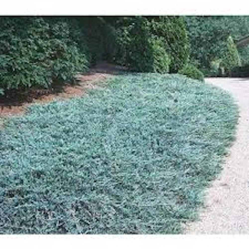 5 Blue Rug Juniper Live Starter Plants - Juniperus horizontalis Wiltonii Shrub - Image 2