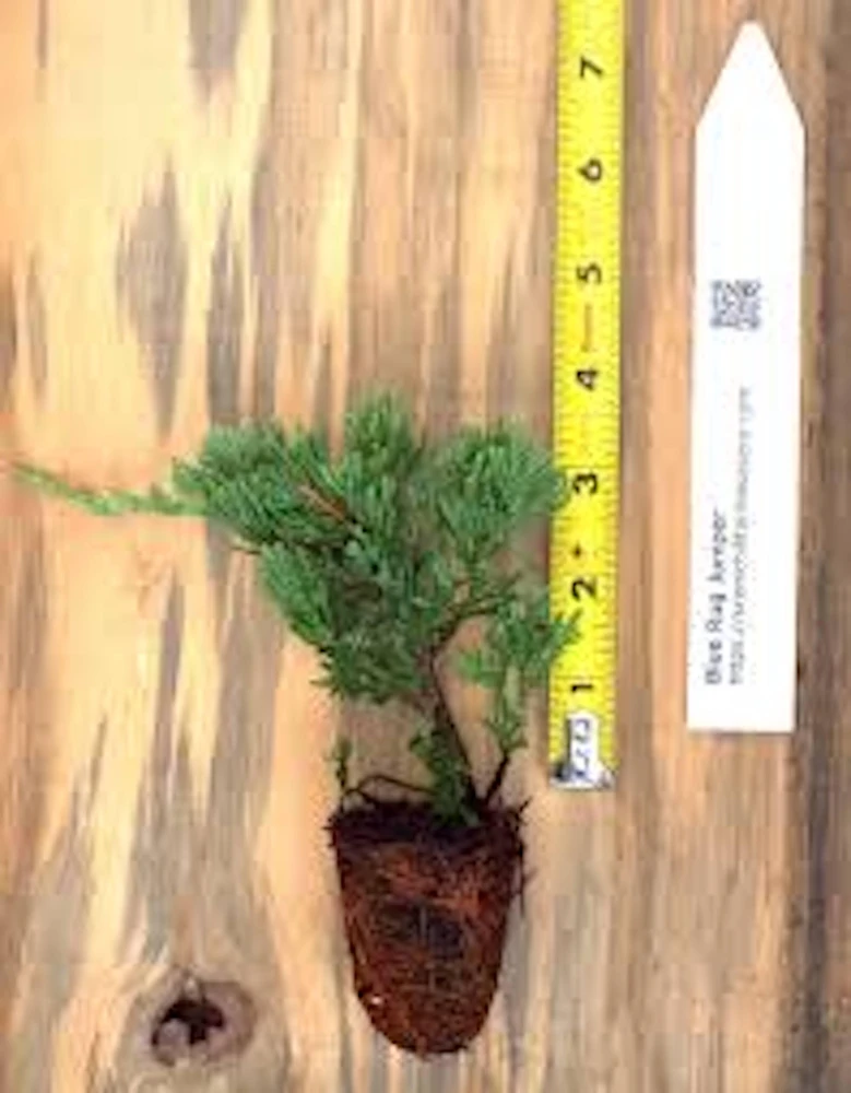 5 Blue Rug Juniper Live Starter Plants - Juniperus horizontalis Wiltonii Shrub - Image 3