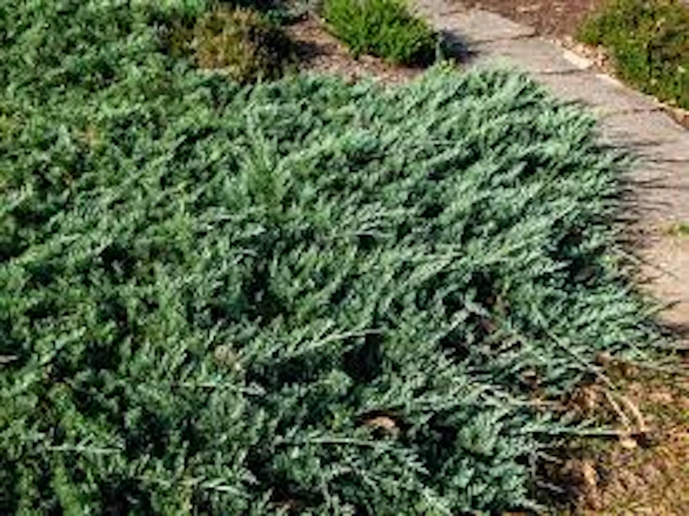 5 Blue Rug Juniper Live Starter Plants - Juniperus horizontalis Wiltonii Shrub - Image 4