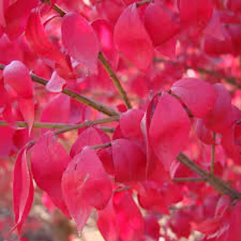 5 Burning Bush Live Plants - Winged Euonymus Shrubs (Quart Pot) - Image 1