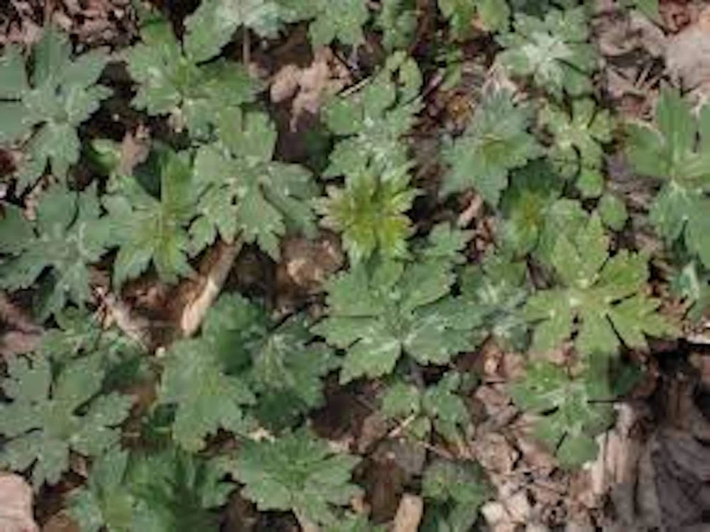 5 Canadian Waterleaf Bare Root Plants โ Shade Wildflower โ Perennial - Image 5