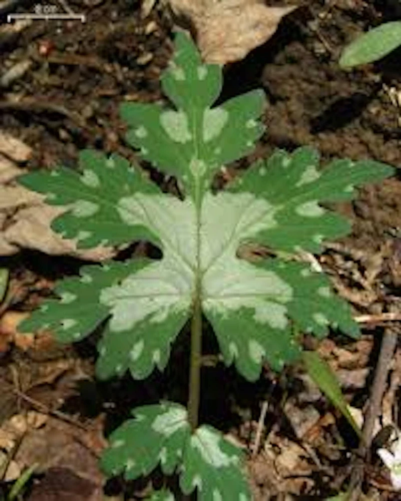 5 Canadian Waterleaf Bare Root Plants – Shade Wildflower – Perennial - Image 1