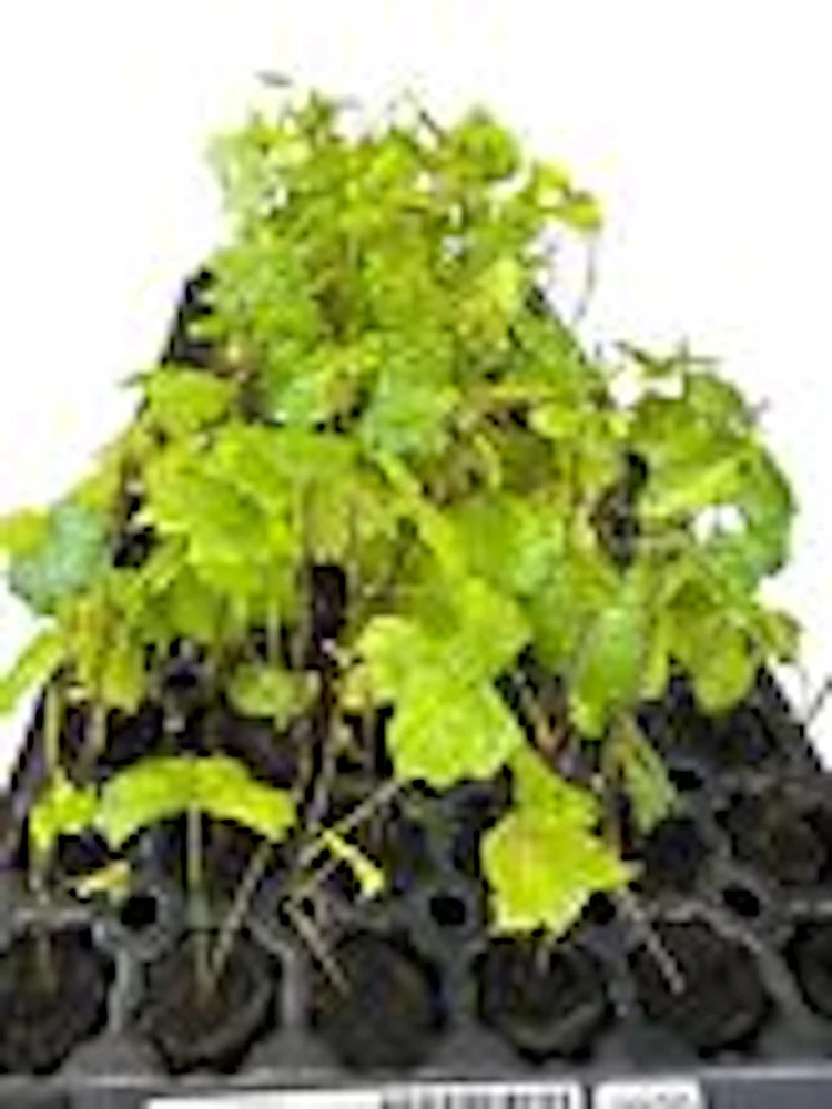 5 Carlos Muscadine Grape Live Plant - Vitis Rotundifolia Starter Vine Perennial - Image 2
