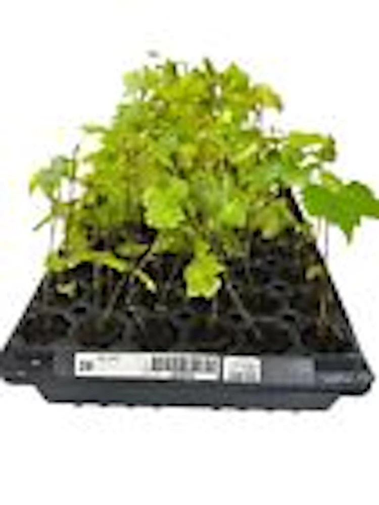 5 Carlos Muscadine Grape Live Plant - Vitis Rotundifolia Starter Vine Perennial - Image 3