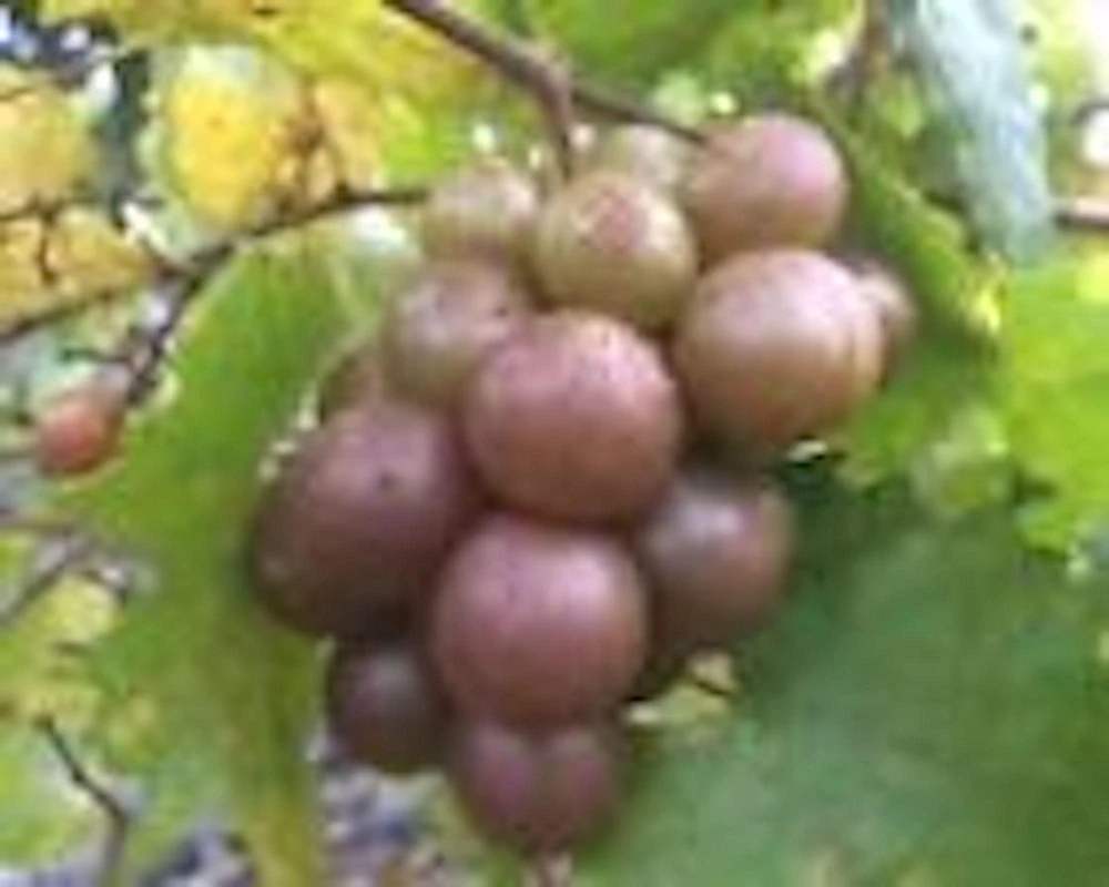 5 Carlos Muscadine Grape Live Plant - Vitis Rotundifolia Starter Vine Perennial - Image 4