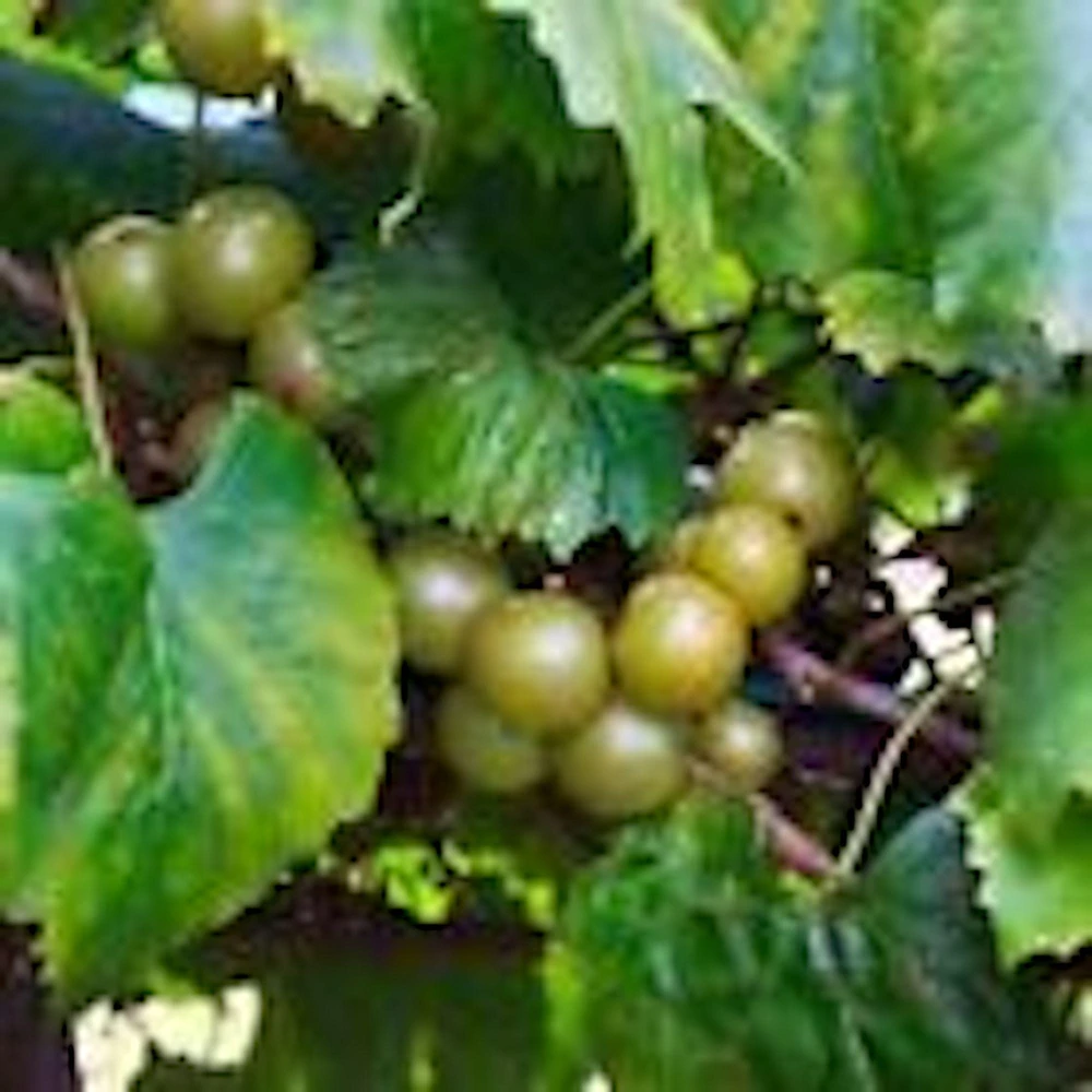 5 Carlos Muscadine Grape Live Plant - Vitis Rotundifolia Starter Vine Perennial - Image 5