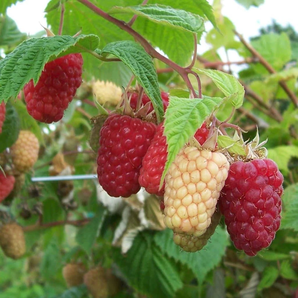 5 Cascade Delight Red Raspberry Starter Plug - Rubus idaeus - Image 6