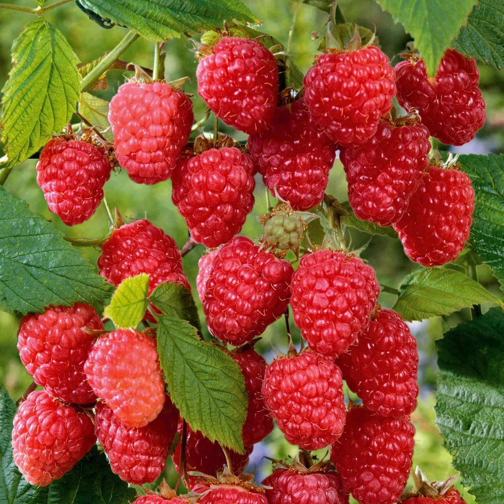 5 Cascade Delight Red Raspberry Starter Plug - Rubus idaeus - Image 8
